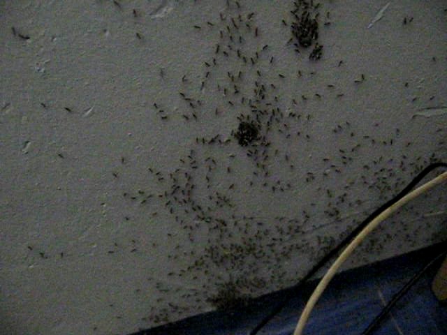 march-of-the-ants-bedroom-licensed